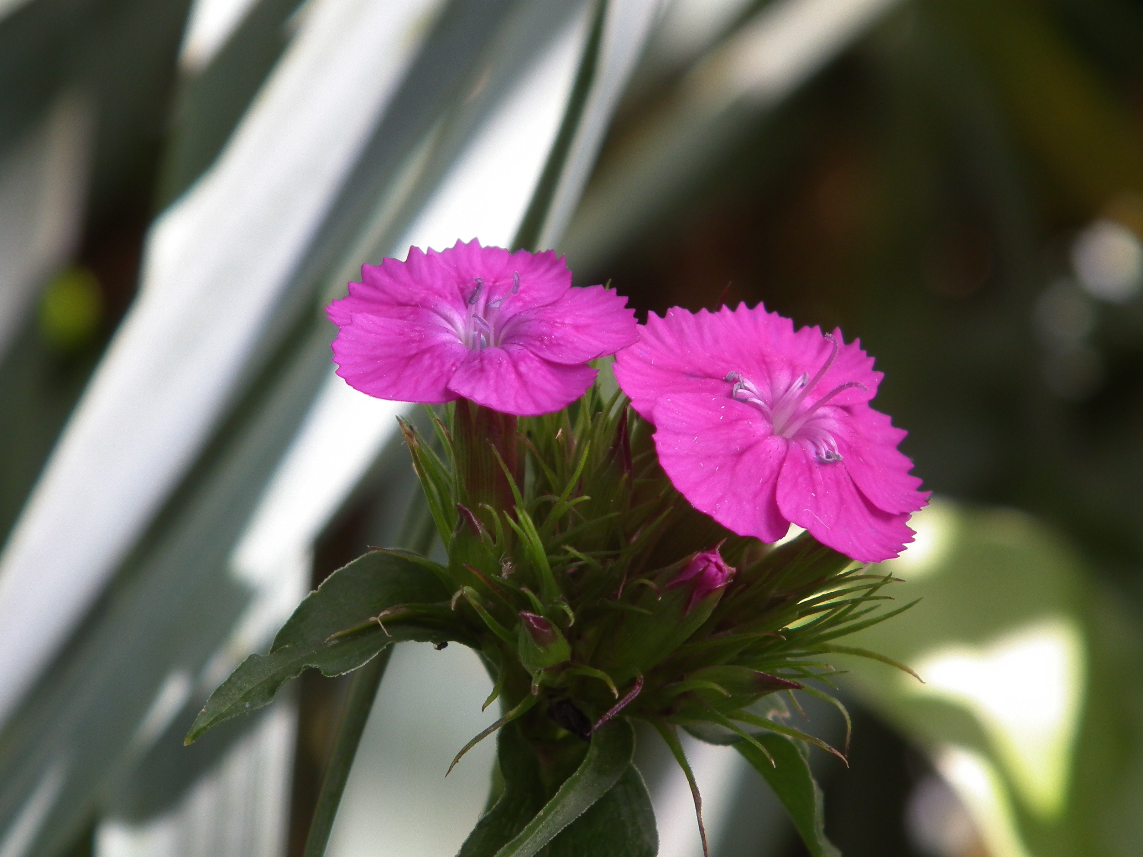 Dianthus Arabella Purple гвоздика