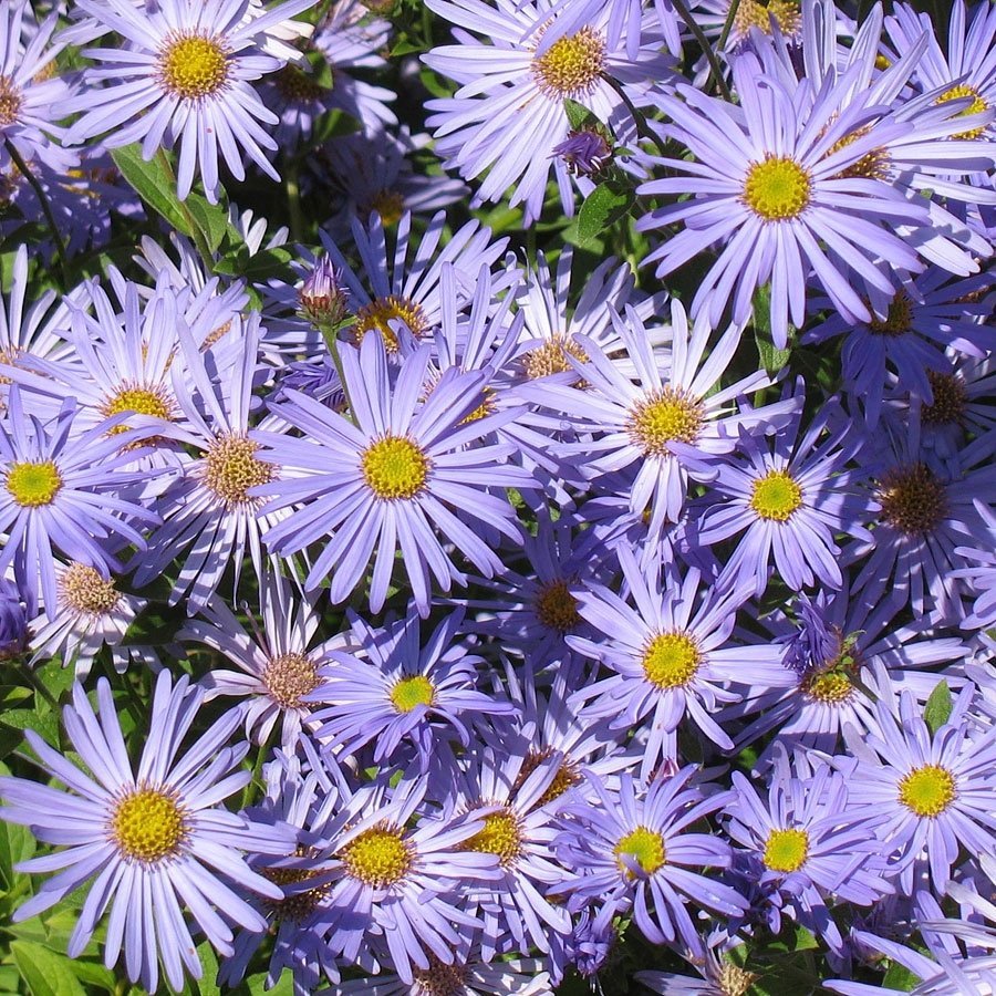 Астра Альпийская Michaelas Daisy