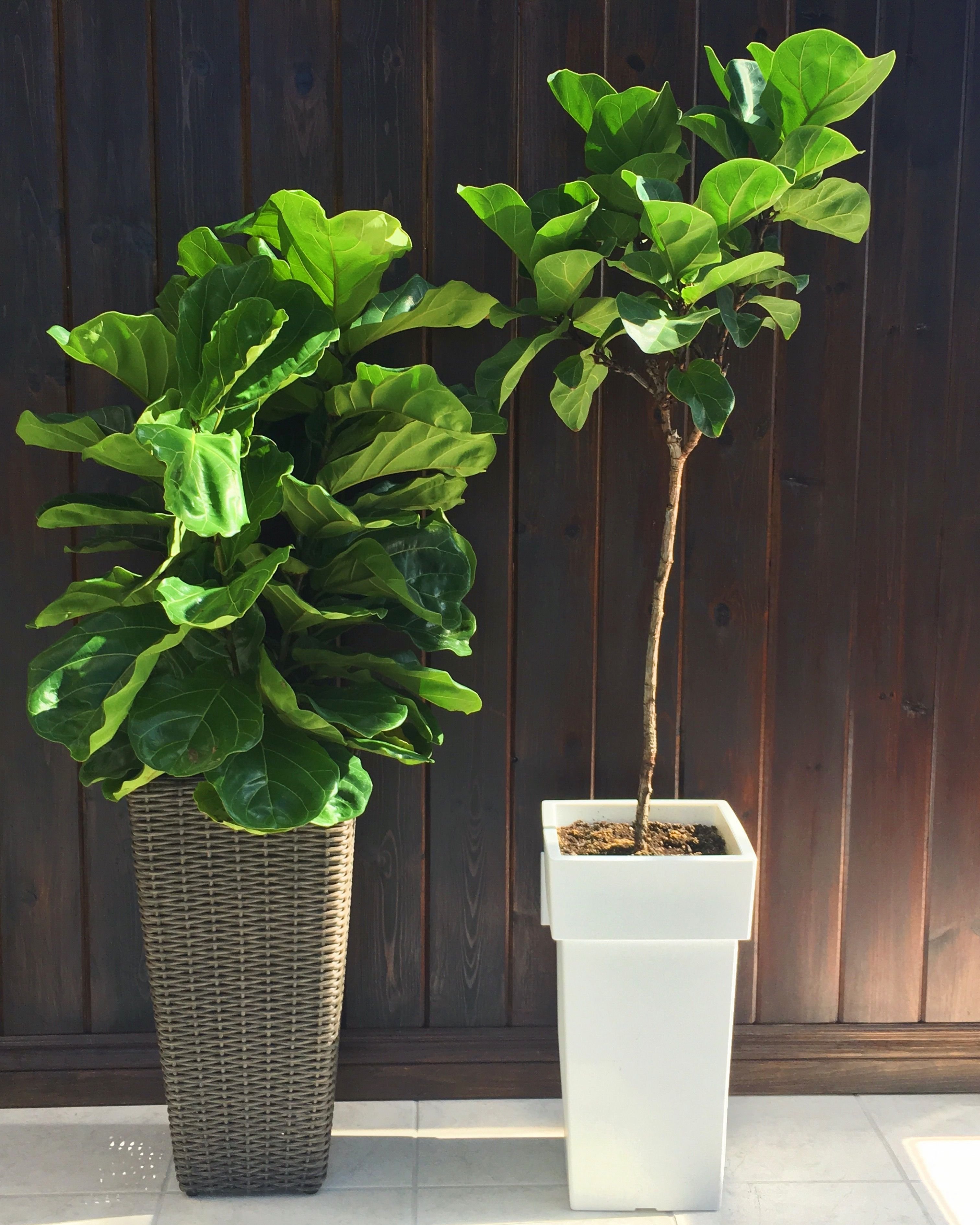 Fiddle Leaf Fig растение