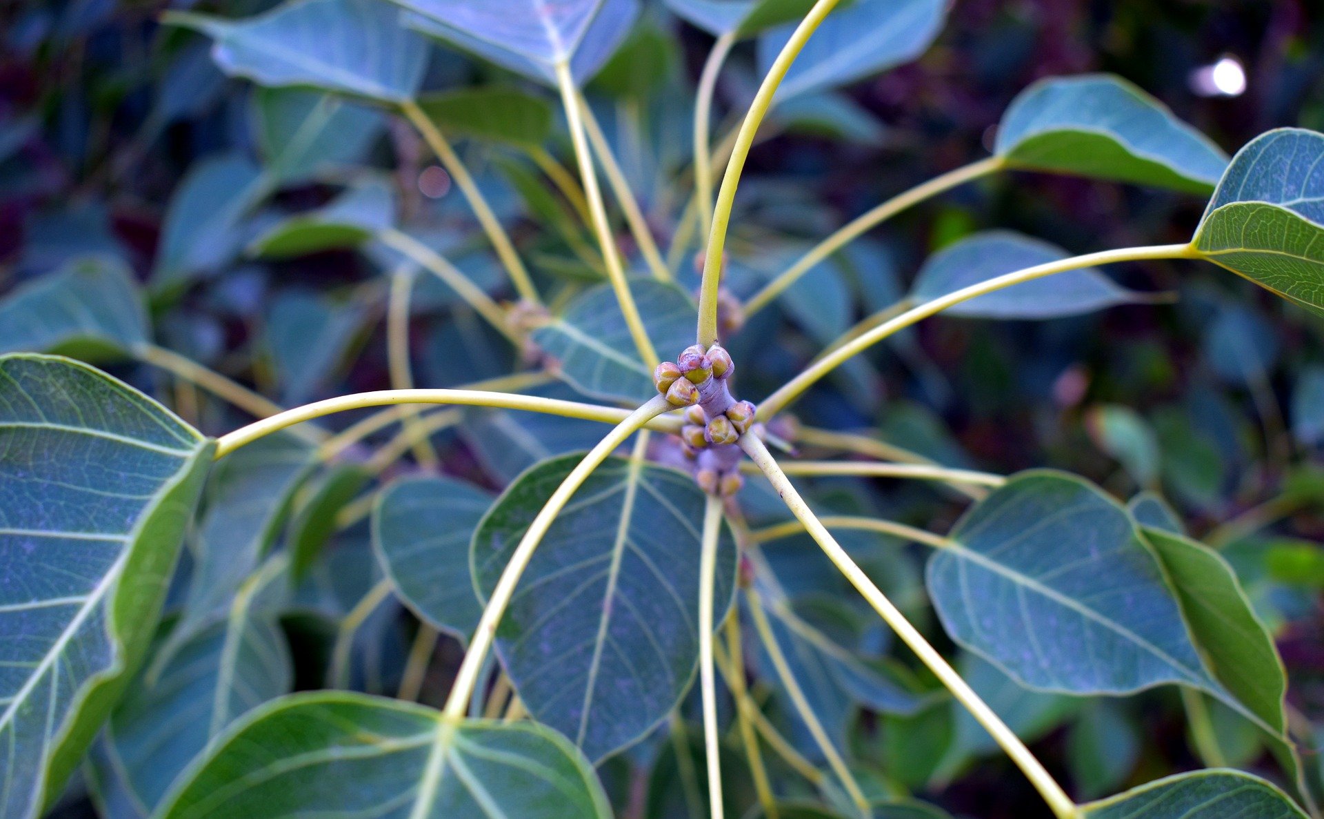 Фикус бенджамина почки. Фикус религиоза. Ficus religiosa листья. Фикус Бодхи. Фикус бенгальский.