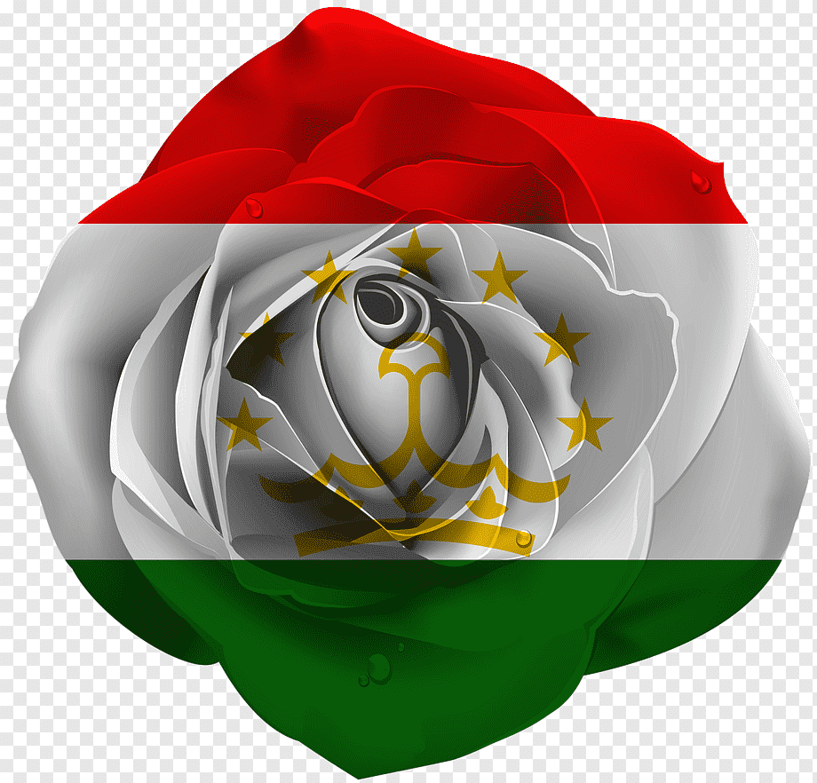 Иранская роза