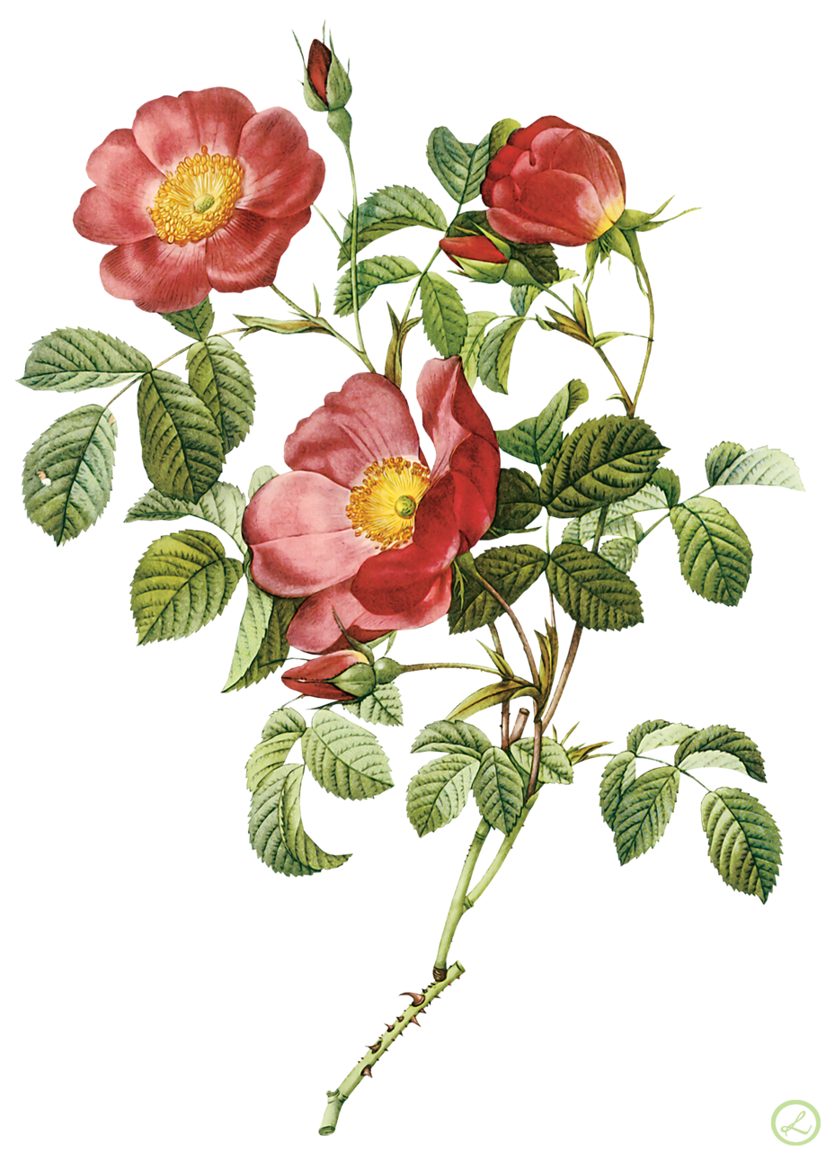 Шиповник дамасская роза