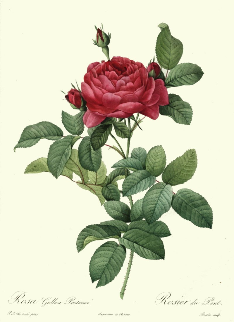 Розы Пьера Жозефа редуте