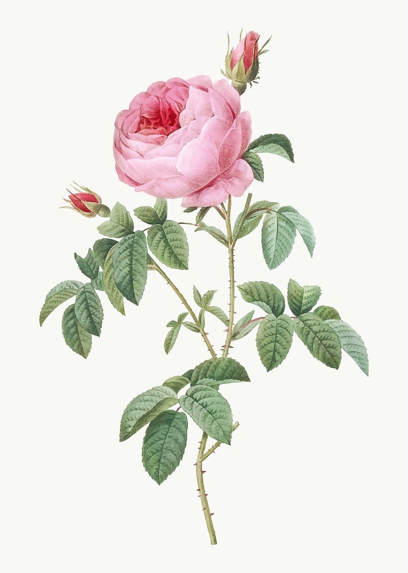Ботаническая акварель розы