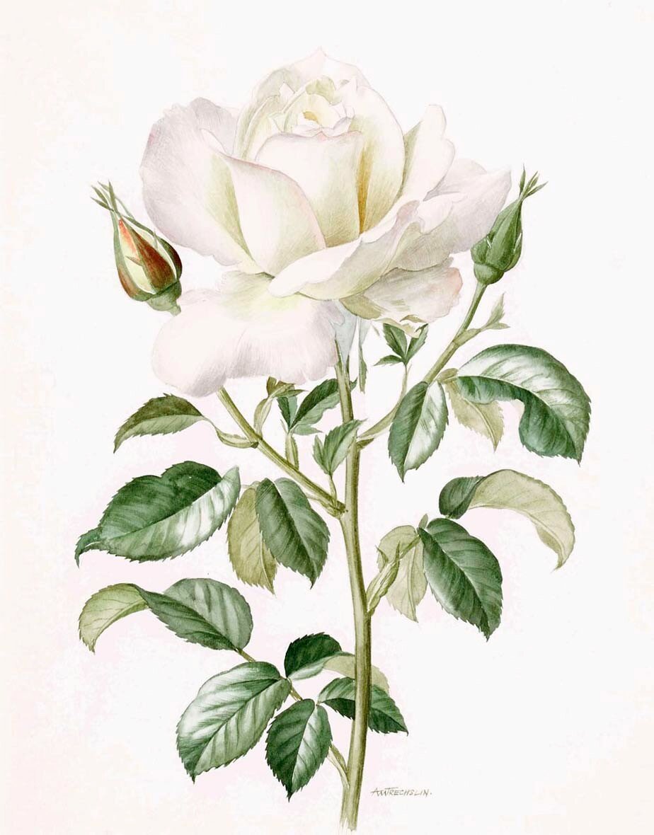 Роза гравюра