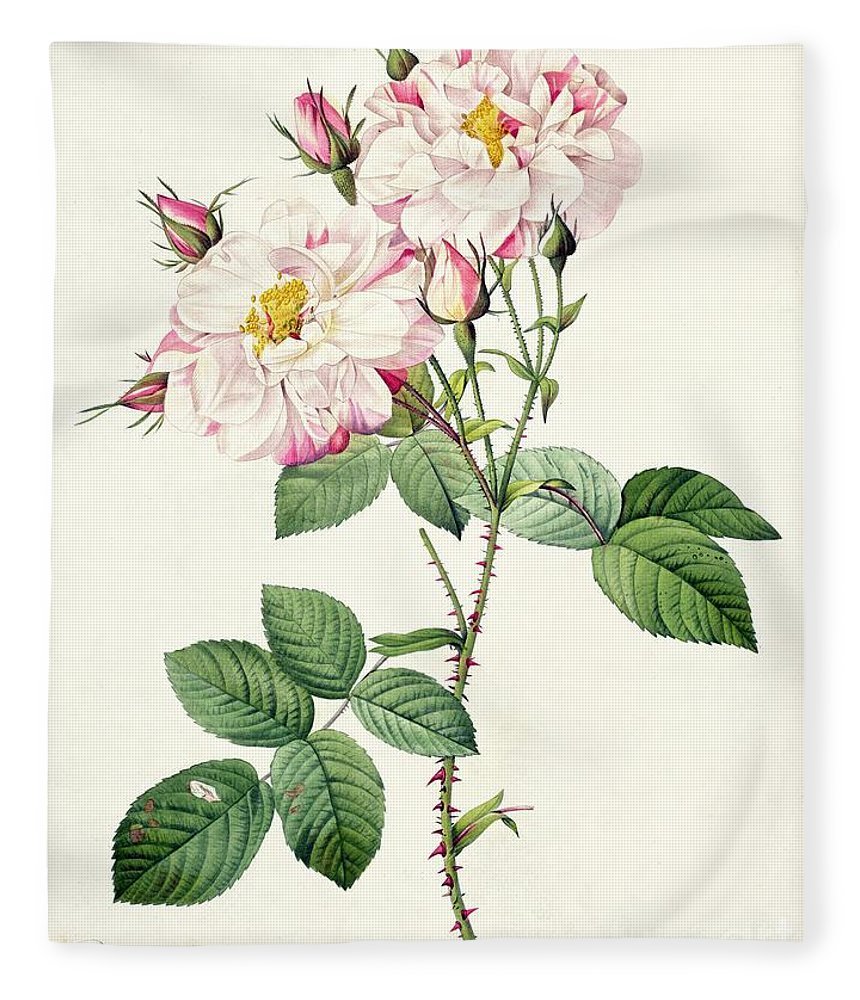 Ботанические иллюстрации розы Ботанический иллюстрации