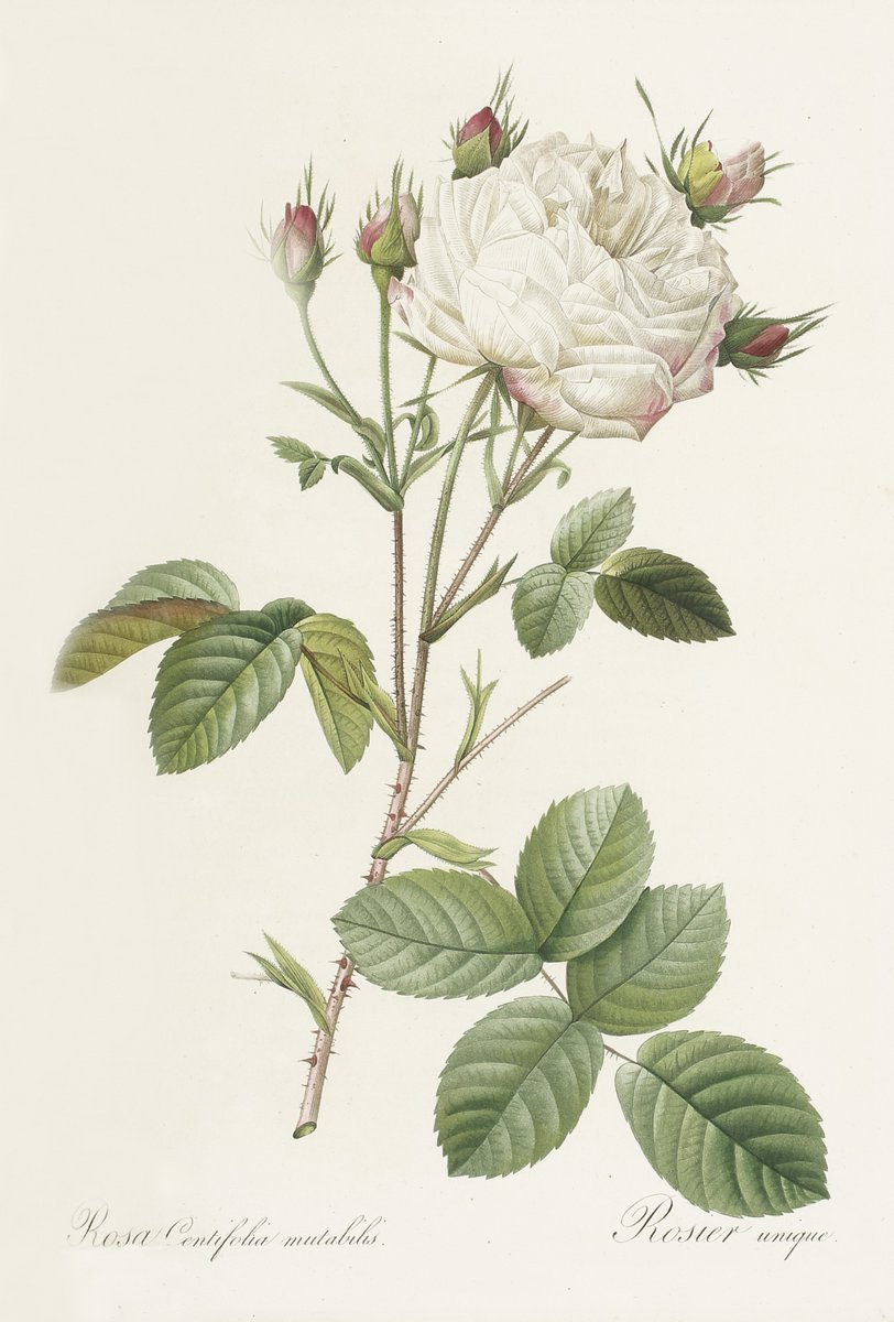 Роза дамасская Ботанический рисунок