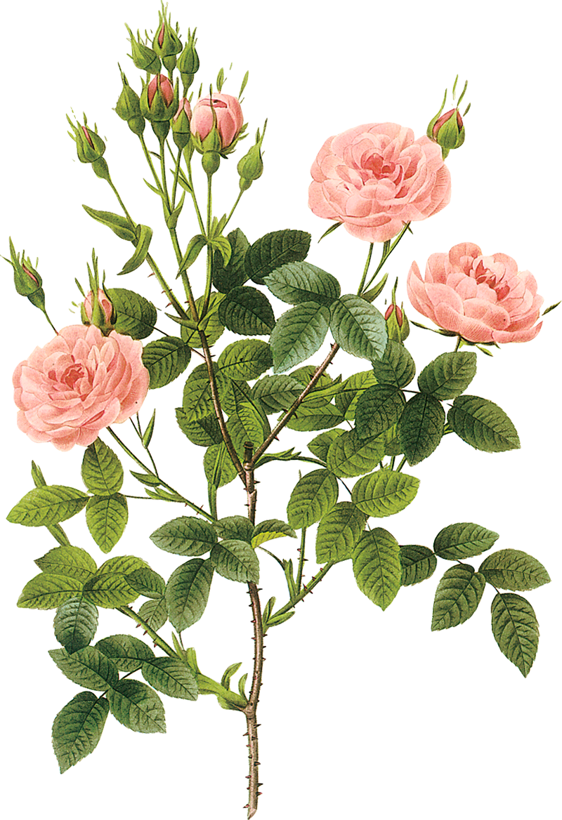 Дамасская роза Графика