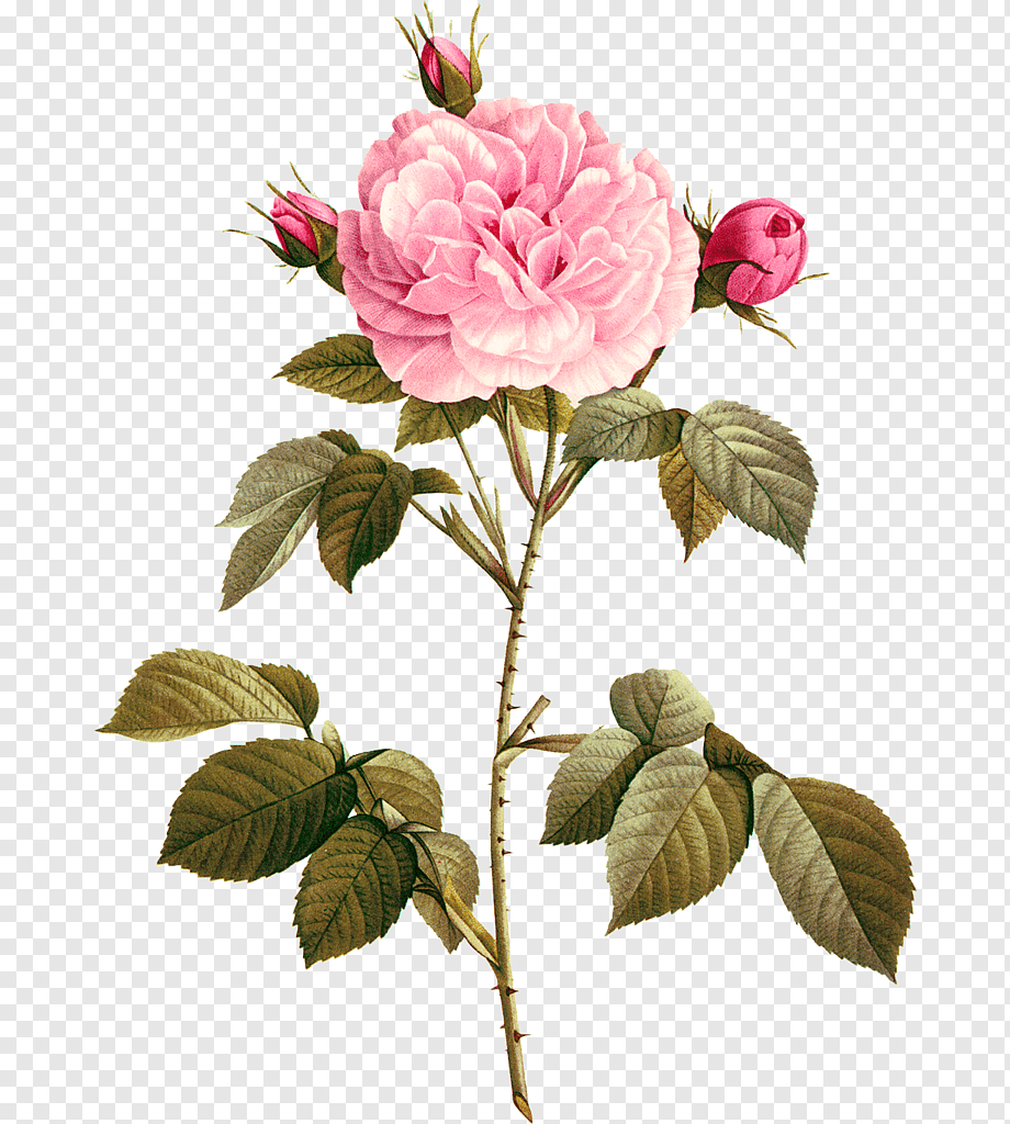 Пионовидная роза ботаника
