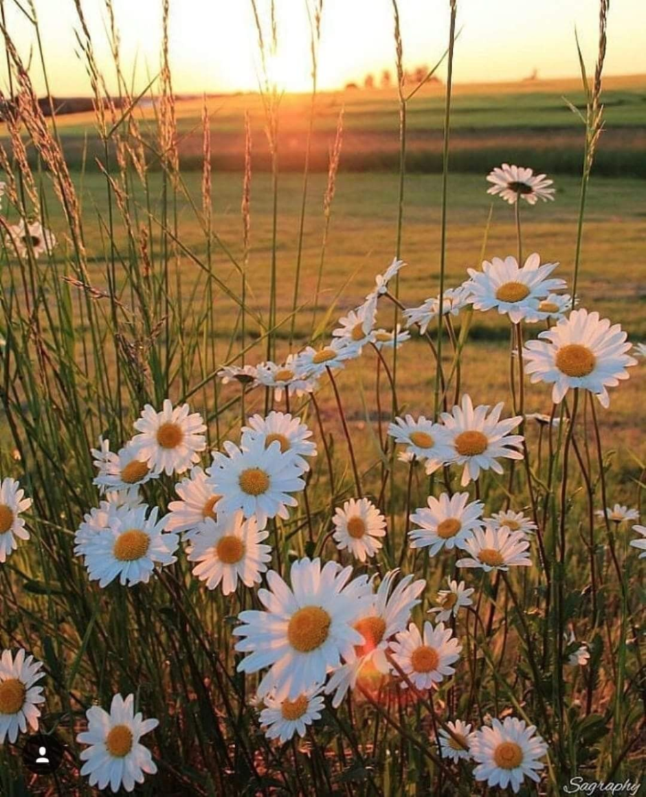 Полевые цветы и солнце