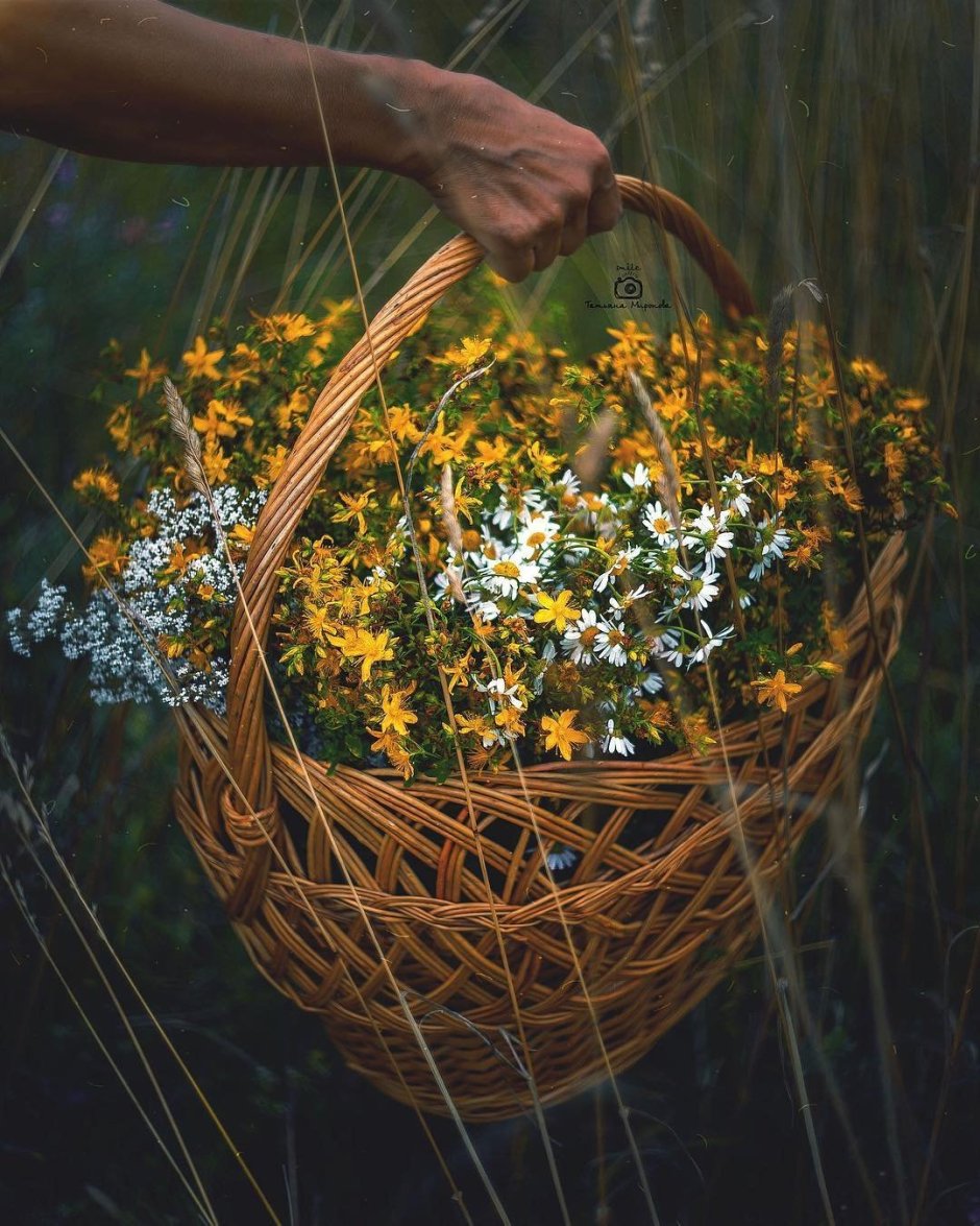 Корзинка с полевыми цветами