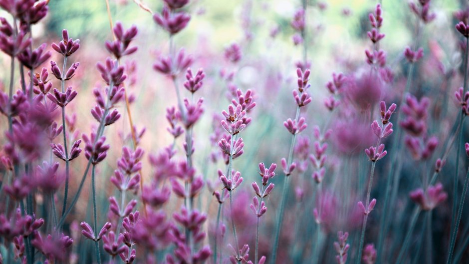 Фиолетовый цветы полевые Lavanda