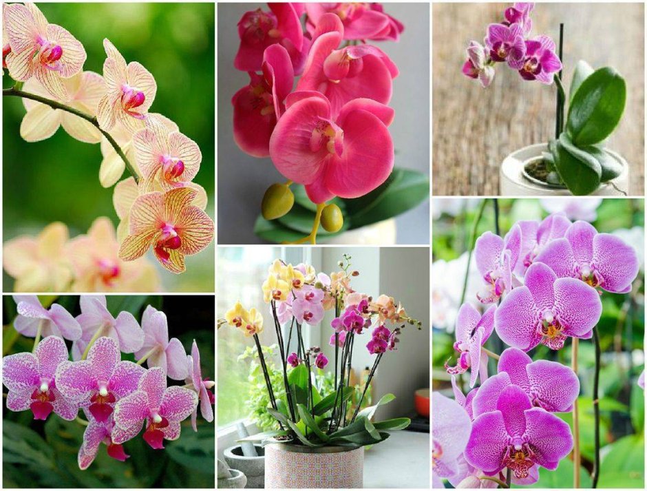 Орхидея-бабочка - фаленопсис комнатный