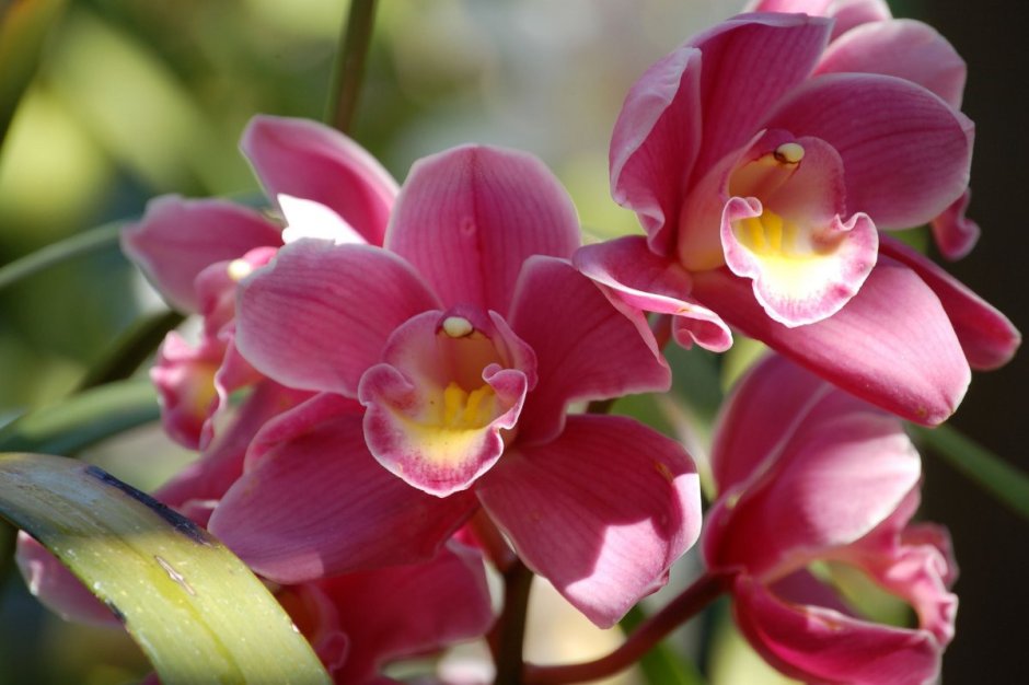 Орхидные орхидеи