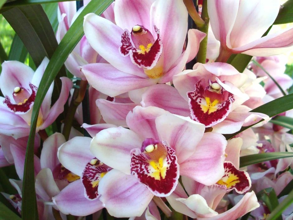 Орхидея Cymbidium