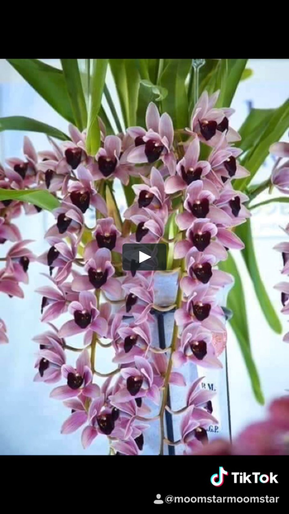 Орхидея Cymbidium