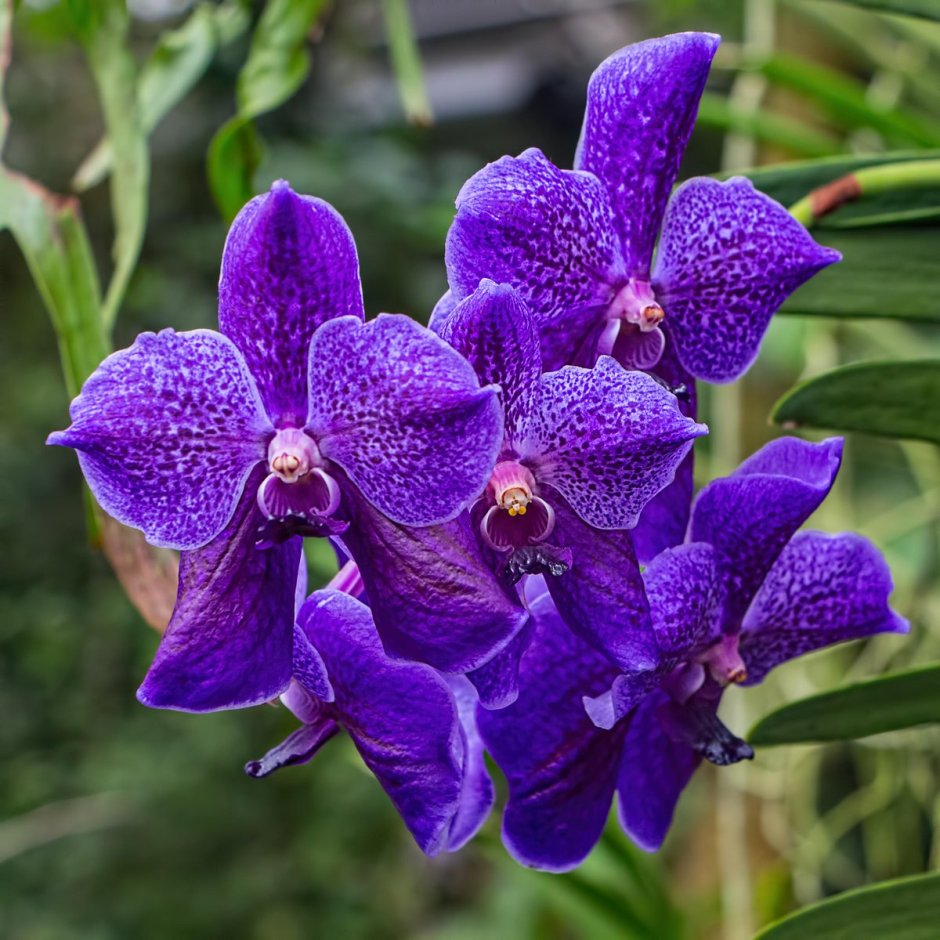 Цветок из рода орхидей