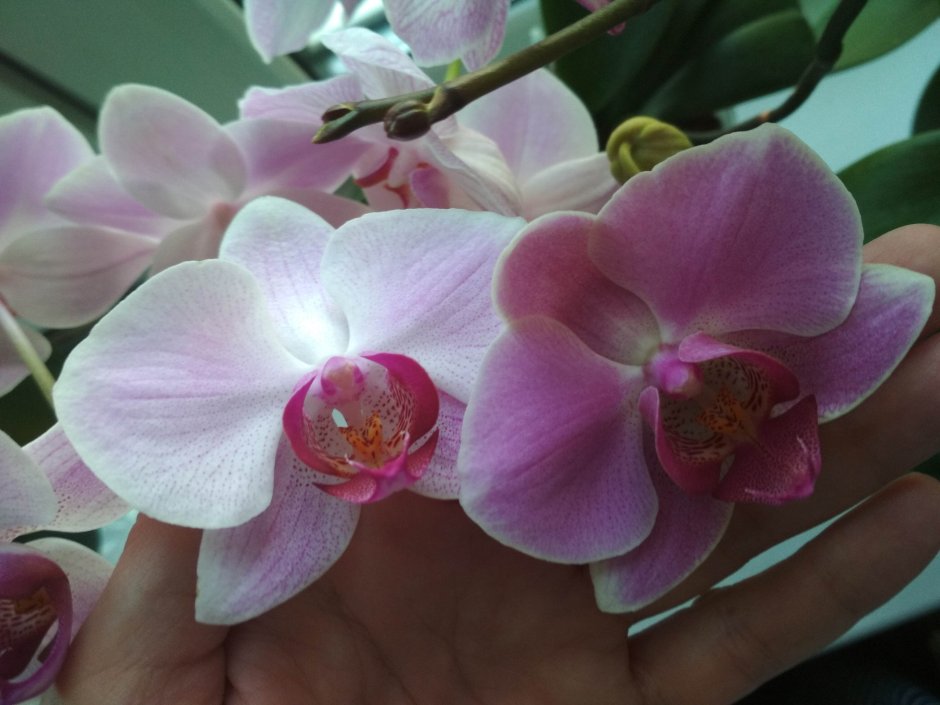 Легато орхидея