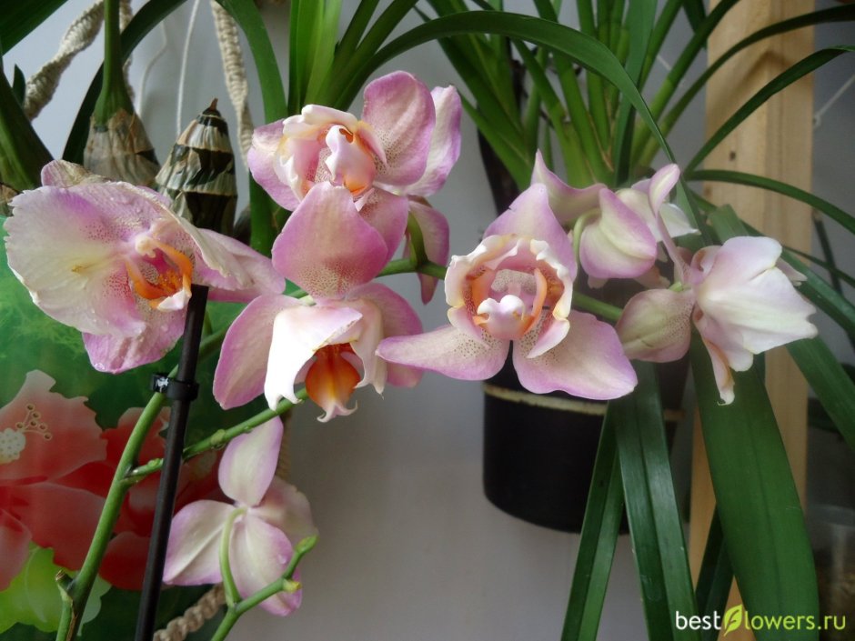 Орхидея фаленопсис пелорик легато