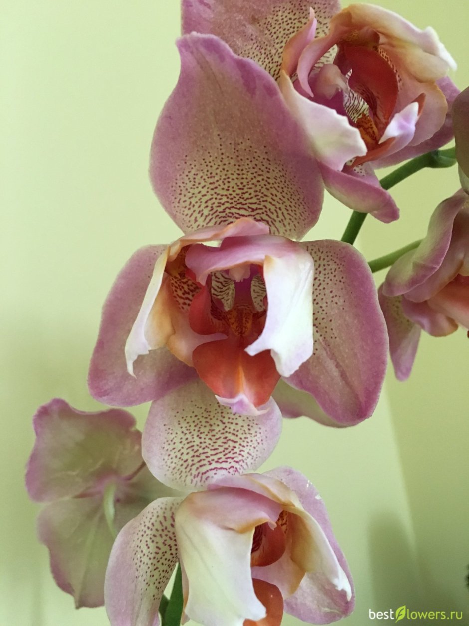 Орхидея фаленопсис Афродита