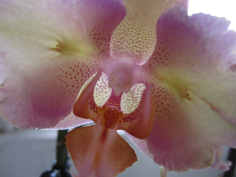 Phalaenopsis Палермо пелорик