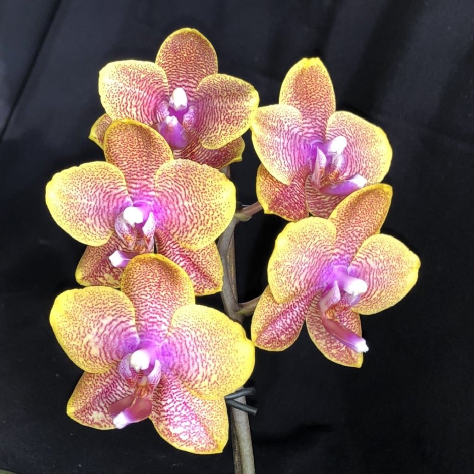 Пиниф орхидея