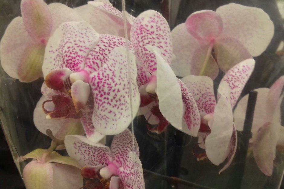 Орхидея Пиниф фото