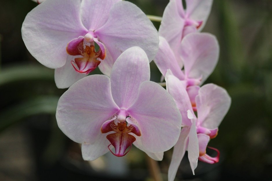 Орхидея Даймонд Дрим