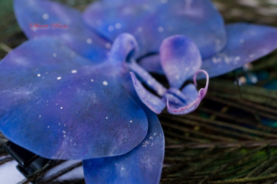 Космические орхидеи синие
