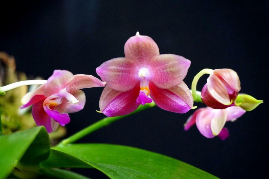 Фаленопсис Юкка Орхидея
