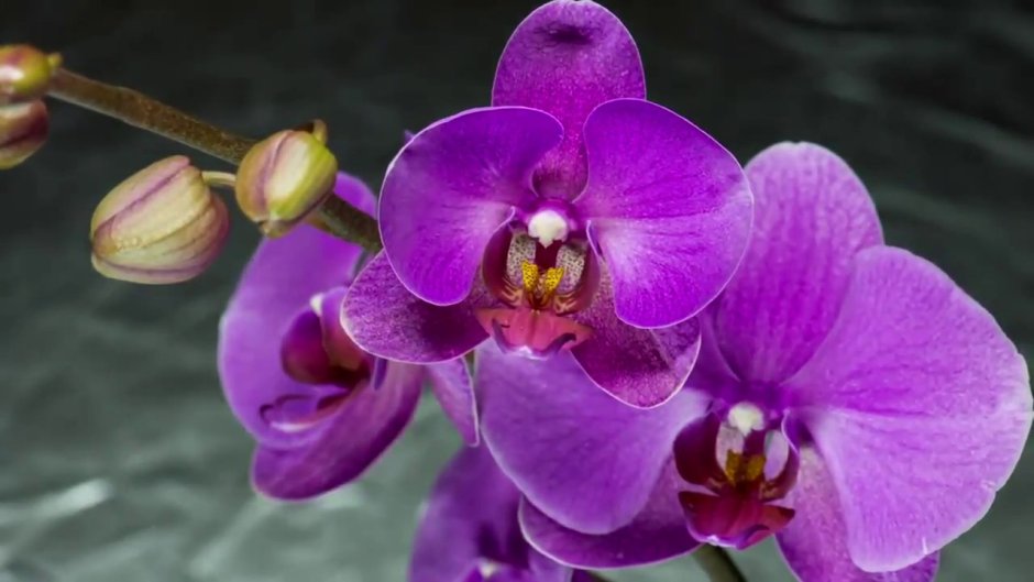 Гиф Орхидея