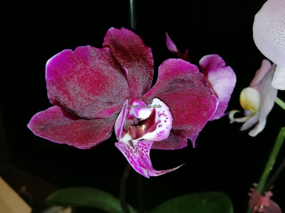 Орхидея пассифлора