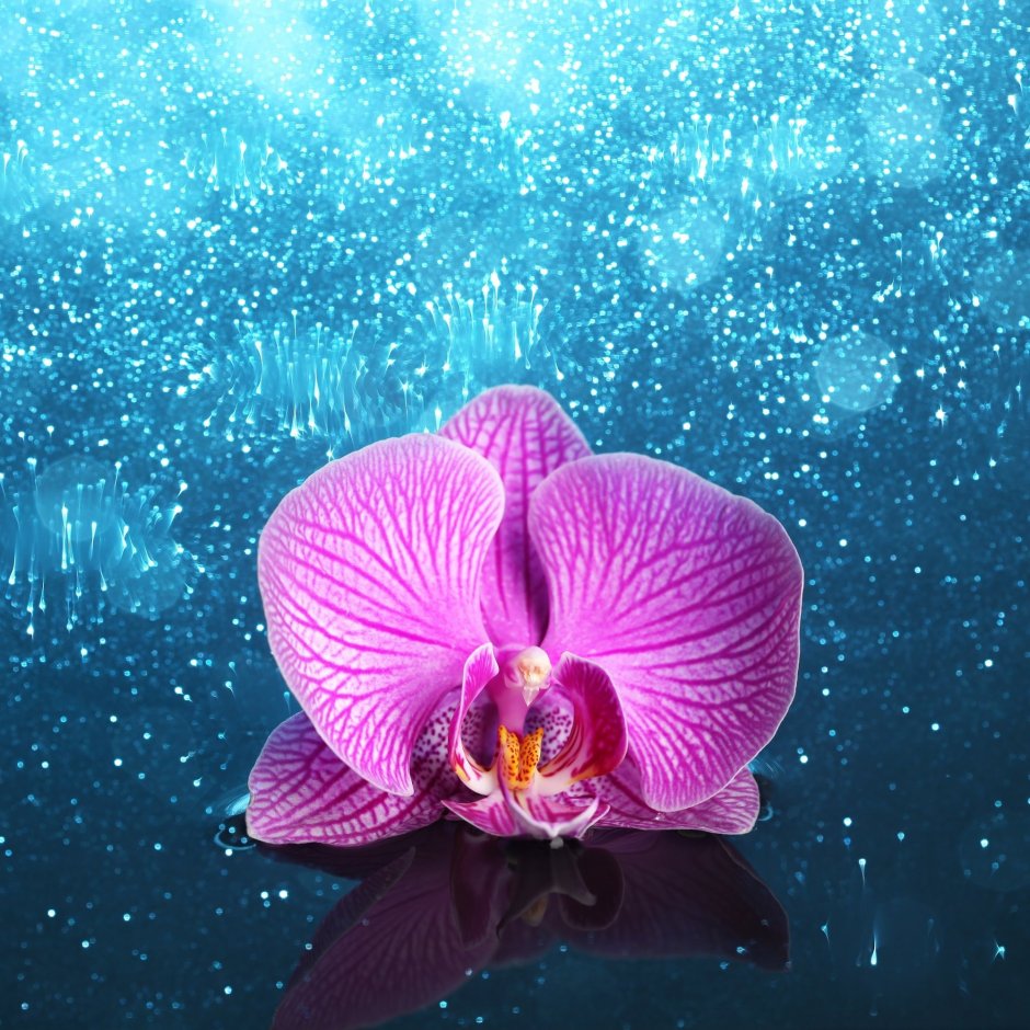 Букет из синих орхидей космос