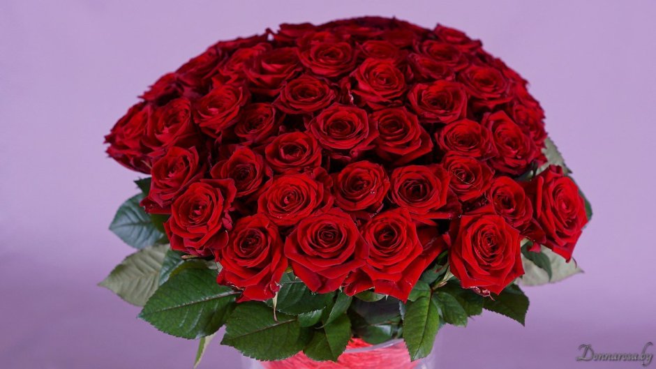 Огромный букет красных роз крупным планом