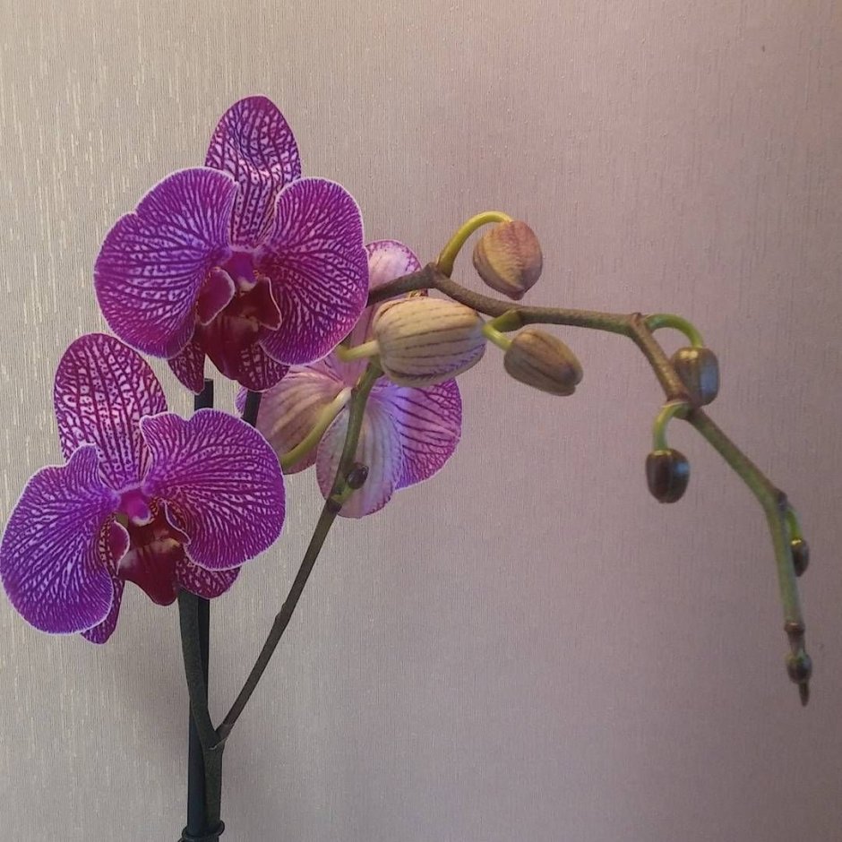 Орхидея фаленопсис пират Пикоти