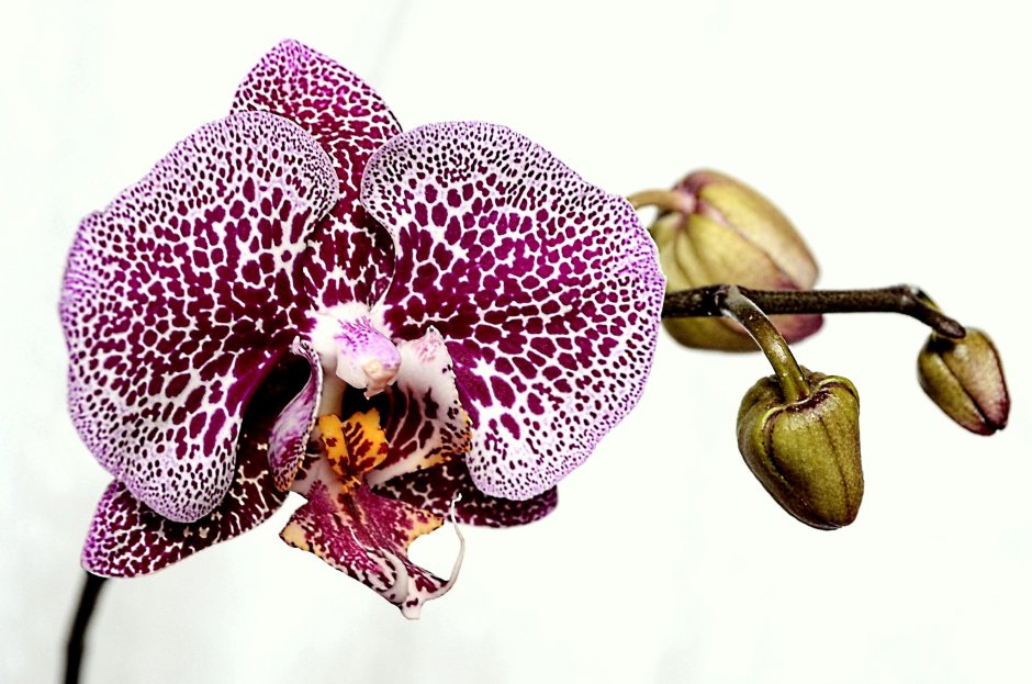 Орхидея пират пикот бабочка