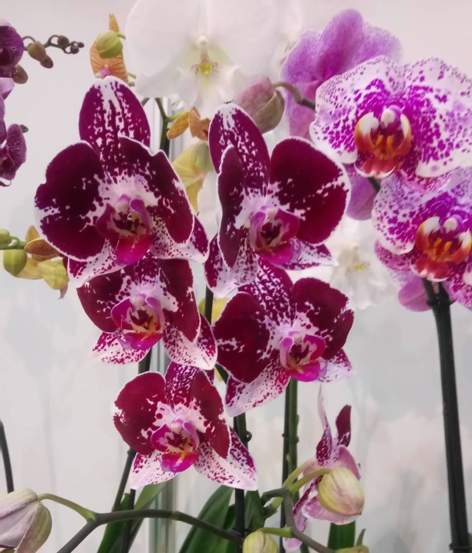 Орхидея Bernhard Phalaenopsis