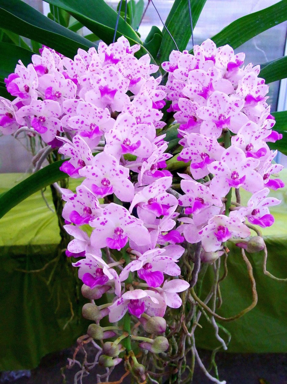Орхидея Дендробиум Каскад