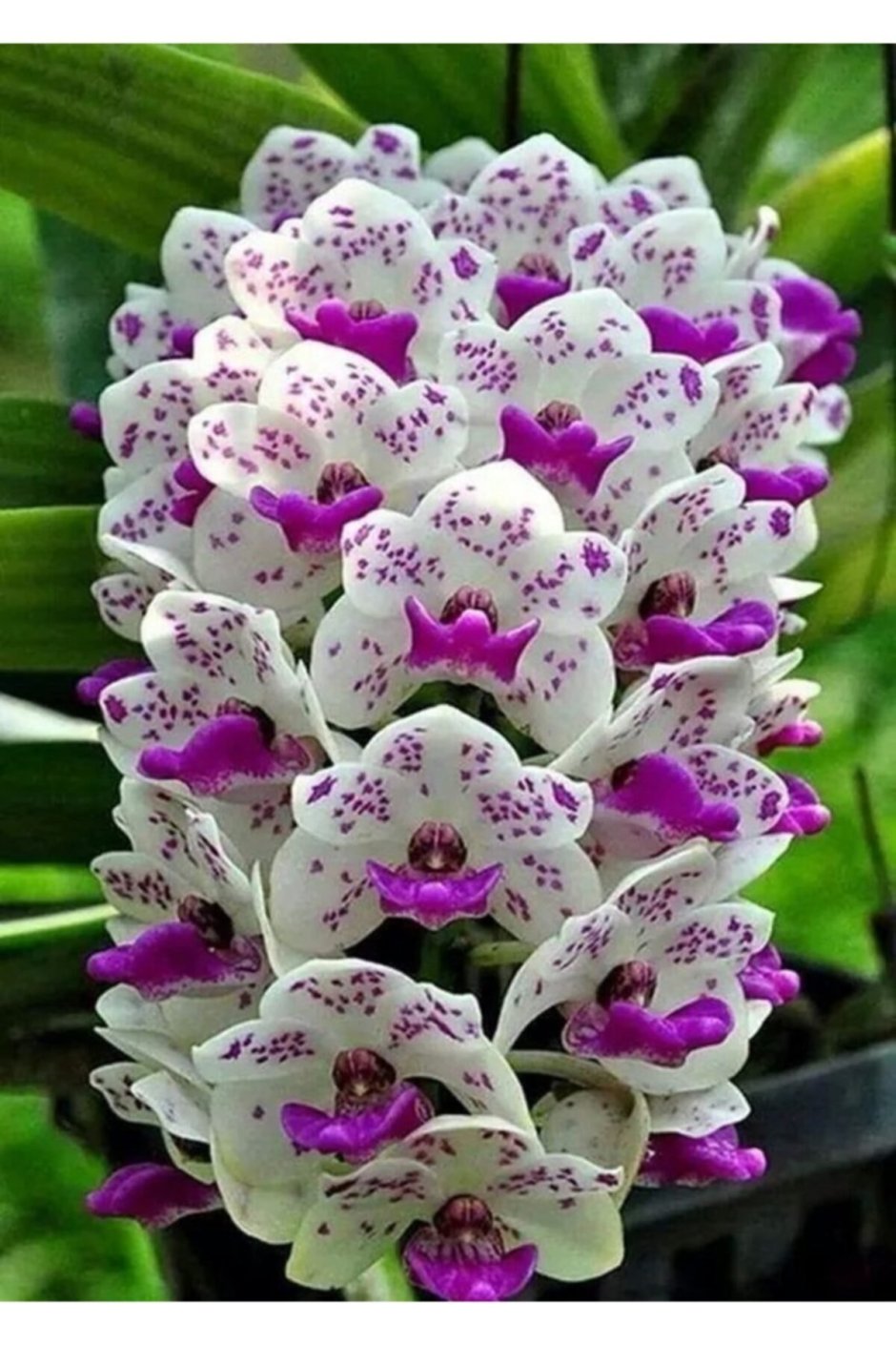 Сорта орхидей