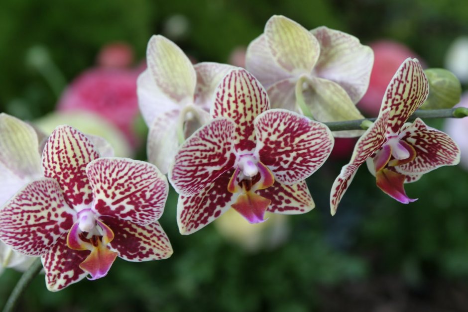Орхидея фаленопсис Гарден