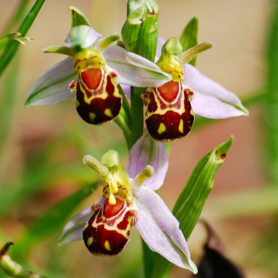 Орхидея Шмель