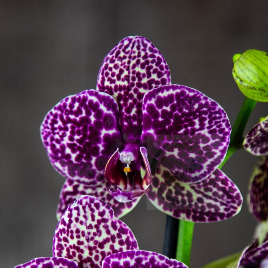 Орхидея фаленопсис Блэк принц