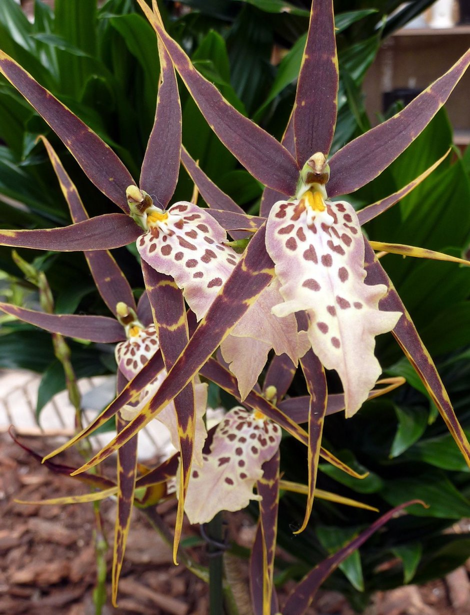 Семейство орхидеевых