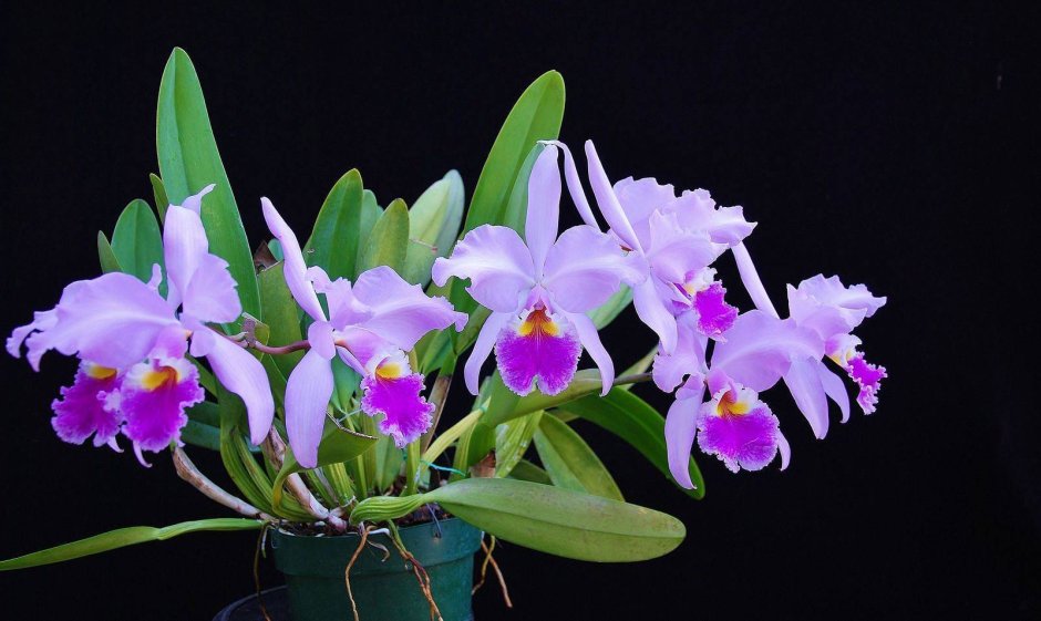 Каттлея (Cattleya)