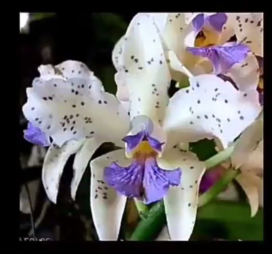 Cattleya amethystoglossa