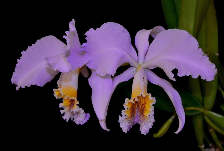 Орхидея Каттлея голубая