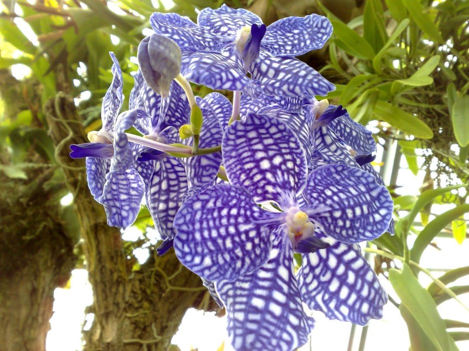 Орхидея Ванда в дикой природе