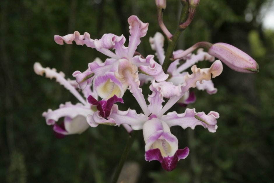Шомбургкия Орхидея
