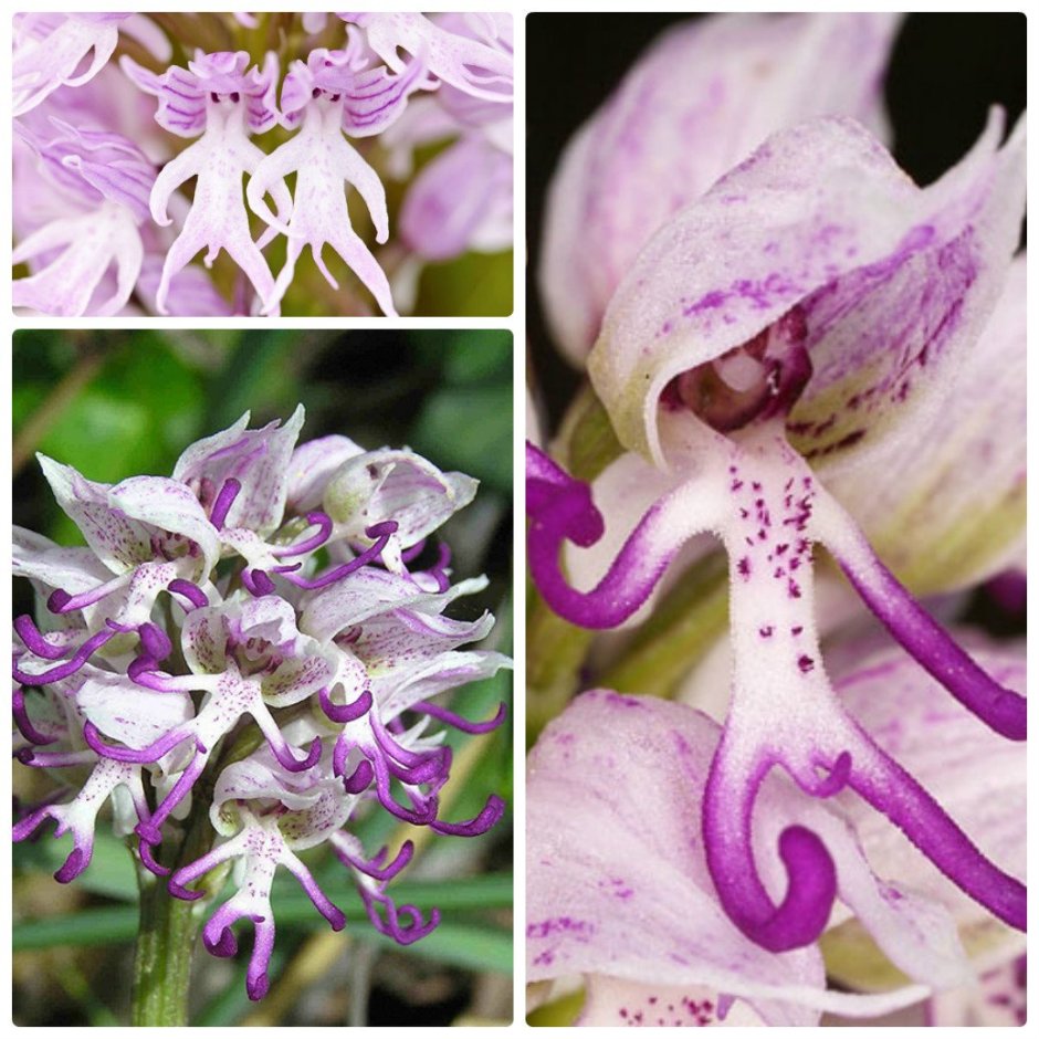 Орхидея Хазард