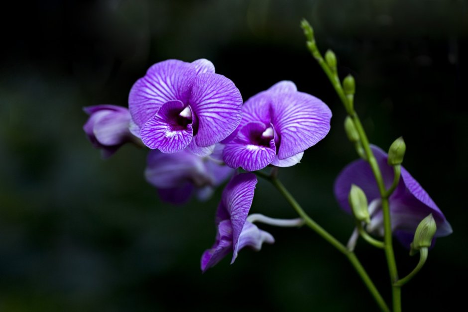 Фиалка Орхидея сиреневая